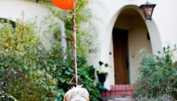 happy-balloon-dog