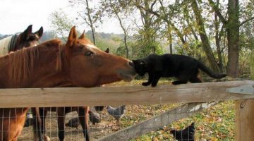 horse-and-cat