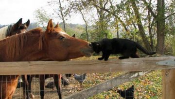 horse-and-cat
