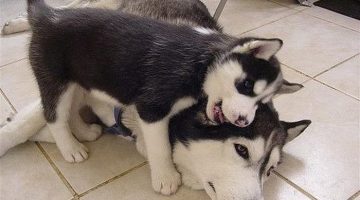 hug-from-puppy