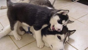 hug-from-puppy