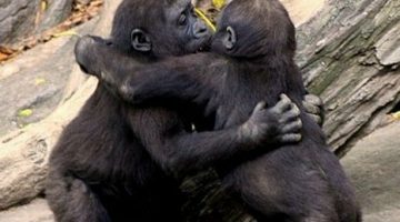 kissing-chimps