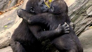 kissing-chimps