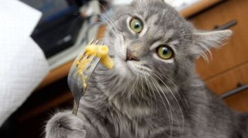 macaroni-cat