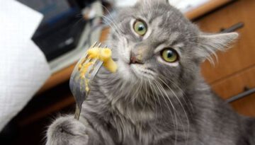 macaroni-cat