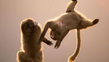 monkeying-around