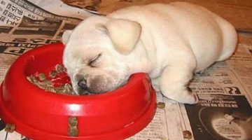 napping-while-eating