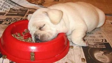 napping-while-eating