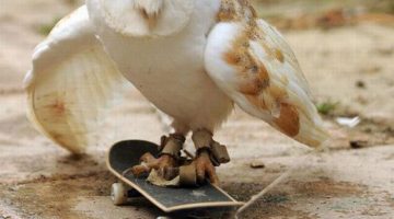 owl-on-a-skateboard