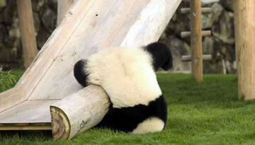 panda-slide