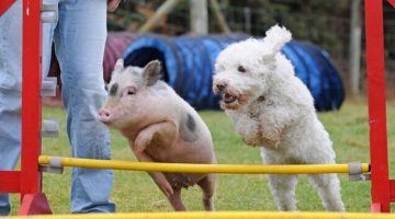 pig-puppy-jump