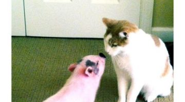 piglet-kisses-cat