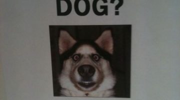 seen-this-dog