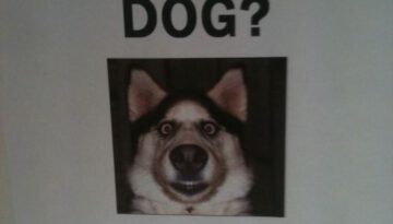 seen-this-dog