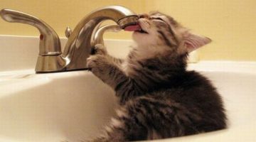 thirsty-kitten