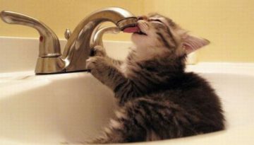 thirsty-kitten
