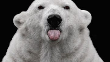 tongue-polar-bear