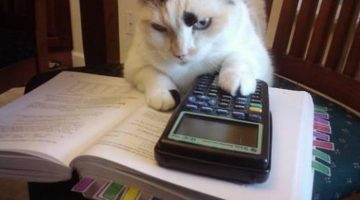 accountant-cat