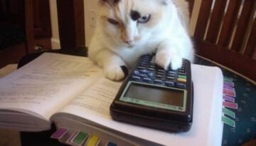 accountant-cat