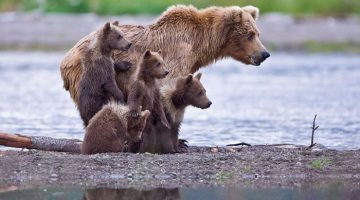 bear-and-cubs