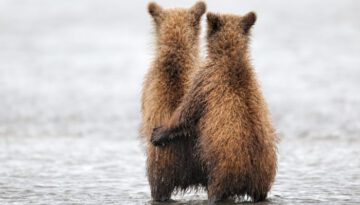 bear-buddies