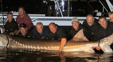 big-sturgeon