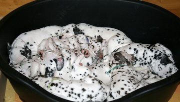 bucket-of-puppies