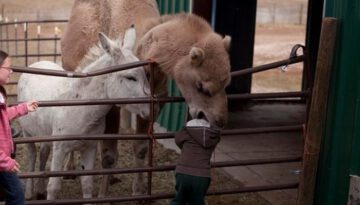 camel-eats-kid