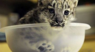 cat-in-a-bowl