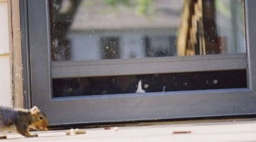 cats-at-window