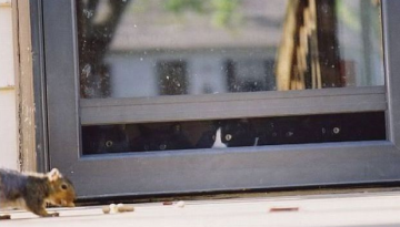 cats-at-window