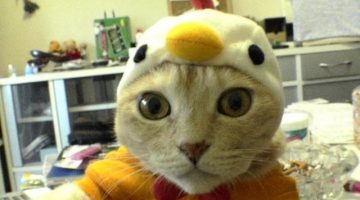 chicken-cat