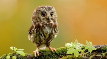 cute-baby-owl