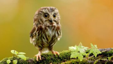 cute-baby-owl