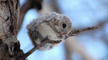 cute-branch