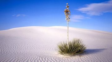 desert-plant