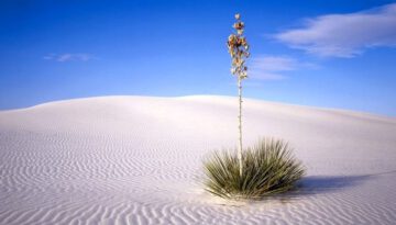 desert-plant