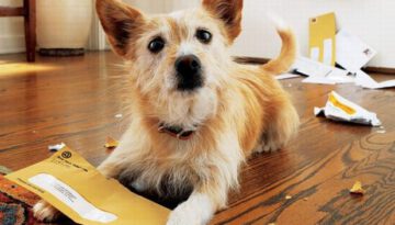 dog-mail