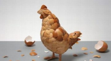 egg-shell-chicken