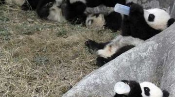 feeding-pandas