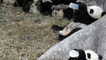 feeding-pandas