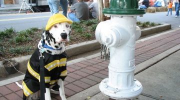 firefighter-dog