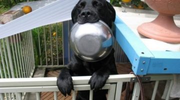 food-bowl-dog