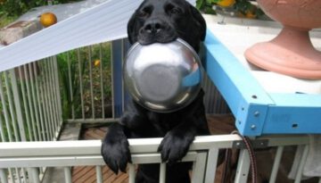 food-bowl-dog