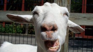 goat-face