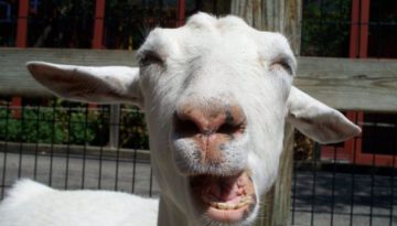 goat-face