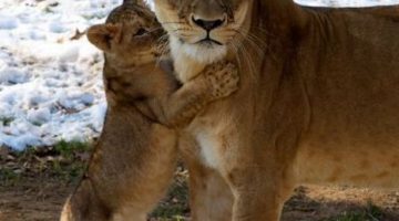 hug-from-cub