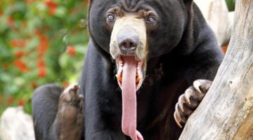 long-tongue-bear