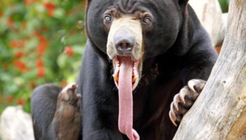 long-tongue-bear