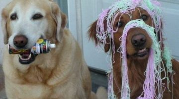 party-dog